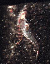Nagoya aquarium breaks record for krill in captivity
